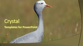  Presentation with crane - PPT layouts consisting of portrait of an endangered blue background and a tawny brown colored foreground