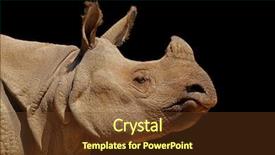 Presentation with indian - Colorful presentation theme enhanced with portrait of an indian rhinoceros backdrop and a tawny brown colored foreground