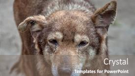  Presentation with old dog - Slide set having portrait-of-an-old-brown background and a gray colored foreground