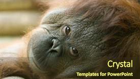  Presentation with top and down features of internet - Amazing PPT theme having portrait of an orang-utan ape lying down backdrop and a tawny brown colored foreground