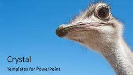  Presentation with clear sunny day rural landscape - Presentation theme with portrait of an ostrich background and a light blue colored foreground