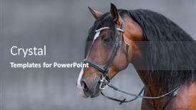  Presentation with horse - Audience pleasing PPT theme consisting of portrait-of-andalusian-bay-horse backdrop and a gray colored foreground