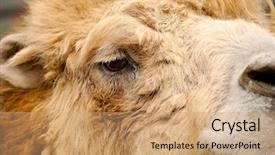  Presentation with camel - Colorful slide set enhanced with portrait of animal camel outdoor shot backdrop and a coral colored foreground