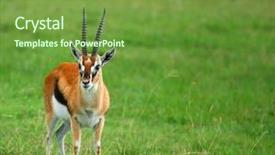  Presentation with kenya - PPT layouts enhanced with portrait of antelope africa kenya samburu national park background and a tawny brown colored foreground