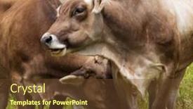  Presentation with meadow - Slide set featuring portrait-of-aubrac-cows background and a tawny brown colored foreground