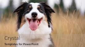  Presentation with aussie - Amazing theme having portrait-of-australian-shepherd-dog backdrop and a coral colored foreground
