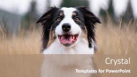  Presentation with aussie - Colorful presentation theme enhanced with portrait-of-australian-shepherd-dog backdrop and a coral colored foreground