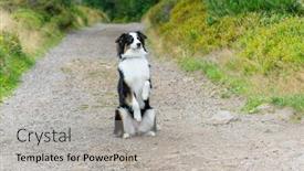  Presentation with dog park - Slide deck with portrait-of-australian-shepherd-dog background and a light gray colored foreground
