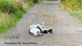  Presentation with dog park - Colorful PPT theme enhanced with portrait-of-australian-shepherd-dog backdrop and a light gray colored foreground