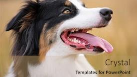  Presentation with aussie - Slide deck enhanced with portrait-of-australian-shepherd-dog background and a coral colored foreground