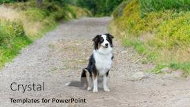  Presentation with aussie - Cool new PPT layouts with portrait-of-australian-shepherd-dog backdrop and a light gray colored foreground