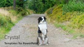  Presentation with dog park - Amazing PPT theme having portrait-of-australian-shepherd-dog backdrop and a light gray colored foreground