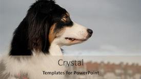  Presentation with aussie - Cool new PPT theme with portrait-of-australian-shepherd-dog backdrop and a coral colored foreground
