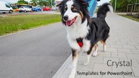  Presentation with aussie - Theme with portrait-of-australian-shepherd-dog background and a light gray colored foreground