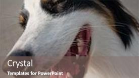  Presentation with aussie - PPT theme enhanced with portrait-of-australian-shepherd-dog background and a gray colored foreground