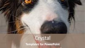  Presentation with aussie - Audience pleasing slide deck consisting of portrait-of-australian-shepherd-dog backdrop and a coral colored foreground