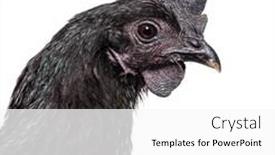  Presentation with hen - Presentation with portrait-of-ayam-cemani-hen background and a white colored foreground