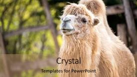  Presentation with camel - Slide deck featuring portrait of bactrian camel camelus ferus background and a coral colored foreground