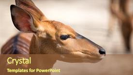  Presentation with bambi - Audience pleasing PPT theme consisting of portrait of bambi backdrop and a tawny brown colored foreground