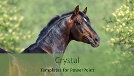  Presentation with horse - PPT layouts consisting of portrait-of-bay-horse background and a seafoam green colored foreground