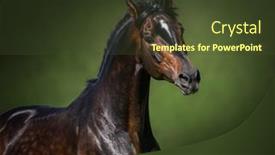  Presentation with horse - Presentation theme consisting of portrait-of-bay-orlov-rostopchin background and a tawny brown colored foreground