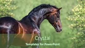  Presentation with horse - PPT layouts featuring portrait-of-bay-orlov-rostopchin background and a seafoam green colored foreground