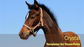  Presentation with foal - Amazing PPT theme having portrait-of-bay-trakehner-foal backdrop and a tawny brown colored foreground