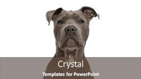  Presentation with american - Presentation design enhanced with portrait-of-beautiful-american-staffordshire background and a tawny brown colored foreground