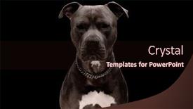  Presentation with forward - Slides consisting of portrait-of-beautiful-amstaff-dog background and a wine colored foreground