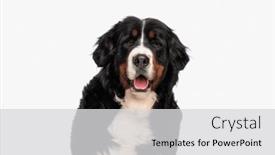  Presentation with tongue - Slide deck having portrait-of-beautiful-berna-shepherd background and a light gray colored foreground