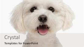  Presentation with puppy - PPT layouts having portrait-of-beautiful-bichon-puppy and a soft green colored foreground