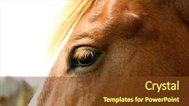  Presentation with horse - Presentation with portrait of beautiful brown horse background and a tawny brown colored foreground