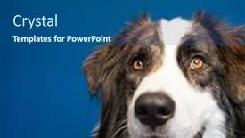  Presentation with dog - Presentation theme featuring portrait-of-beautiful-bucovina-shepherd background and a ocean colored foreground