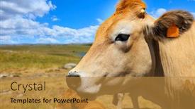  Presentation with beautiful nature - Presentation design enhanced with portrait-of-beautiful-cow background and a gold colored foreground