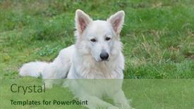  Presentation with sheepdog - Beautiful slides featuring portrait of beautiful dog - white swiss sheepdog backdrop and a seafoam green colored foreground