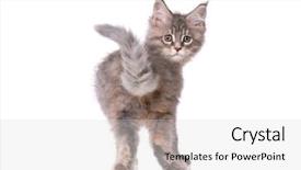  Presentation with hello kitty cute little kitten - Colorful PPT theme enhanced with portrait of beautiful domestic kitty backdrop and a light gray colored foreground