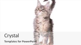 Presentation with hello kitty cute little kitten - PPT theme featuring portrait of beautiful domestic kitty background and a light gray colored foreground