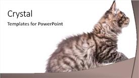  Presentation with hello kitty cute little kitten - Cool new PPT layouts with portrait of beautiful domestic kitty backdrop and a white colored foreground