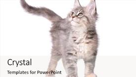  Presentation with maine - Slide deck enhanced with portrait of beautiful domestic kitty background and a light gray colored foreground