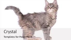  Presentation with hello kitty cute little kitten - Amazing PPT theme having portrait of beautiful domestic kitty backdrop and a light gray colored foreground