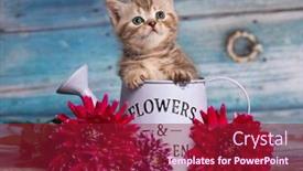  Presentation with kitten - Presentation design enhanced with portrait-of-beautiful-fluffy-brovn background and a violet colored foreground