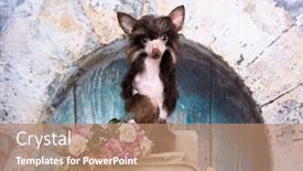  Presentation with chinese chinese - Slides enhanced with portrait-of-beautiful-hairless-chinese background and a coral colored foreground