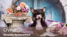  Presentation with chinese chinese - Amazing theme having portrait-of-beautiful-hairless-chinese backdrop and a violet colored foreground