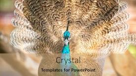  Presentation with peacock feather - Colorful presentation design enhanced with portrait of beautiful peacock with colorful feather backdrop and a coral colored foreground