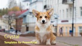  Presentation with welsh - Slide deck consisting of portrait-of-beautiful-purebred-pembroke background and a violet colored foreground