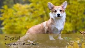  Presentation with welsh - PPT layouts with portrait-of-beautiful-purebred-pembroke background and a gold colored foreground