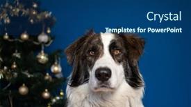  Presentation with beautiful reof christmas season - Slide deck with portrait-of-beautiful-shepherd-dog background and a ocean colored foreground