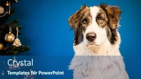  Presentation with dog christmas - Slide deck consisting of portrait-of-beautiful-shepherd-dog background and a ocean colored foreground