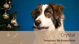  Presentation with dog christmas - Presentation design featuring portrait-of-beautiful-shepherd-dog background and a coral colored foreground