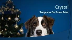  Presentation with dog christmas - Cool new PPT theme with portrait-of-beautiful-shepherd-dog backdrop and a ocean colored foreground